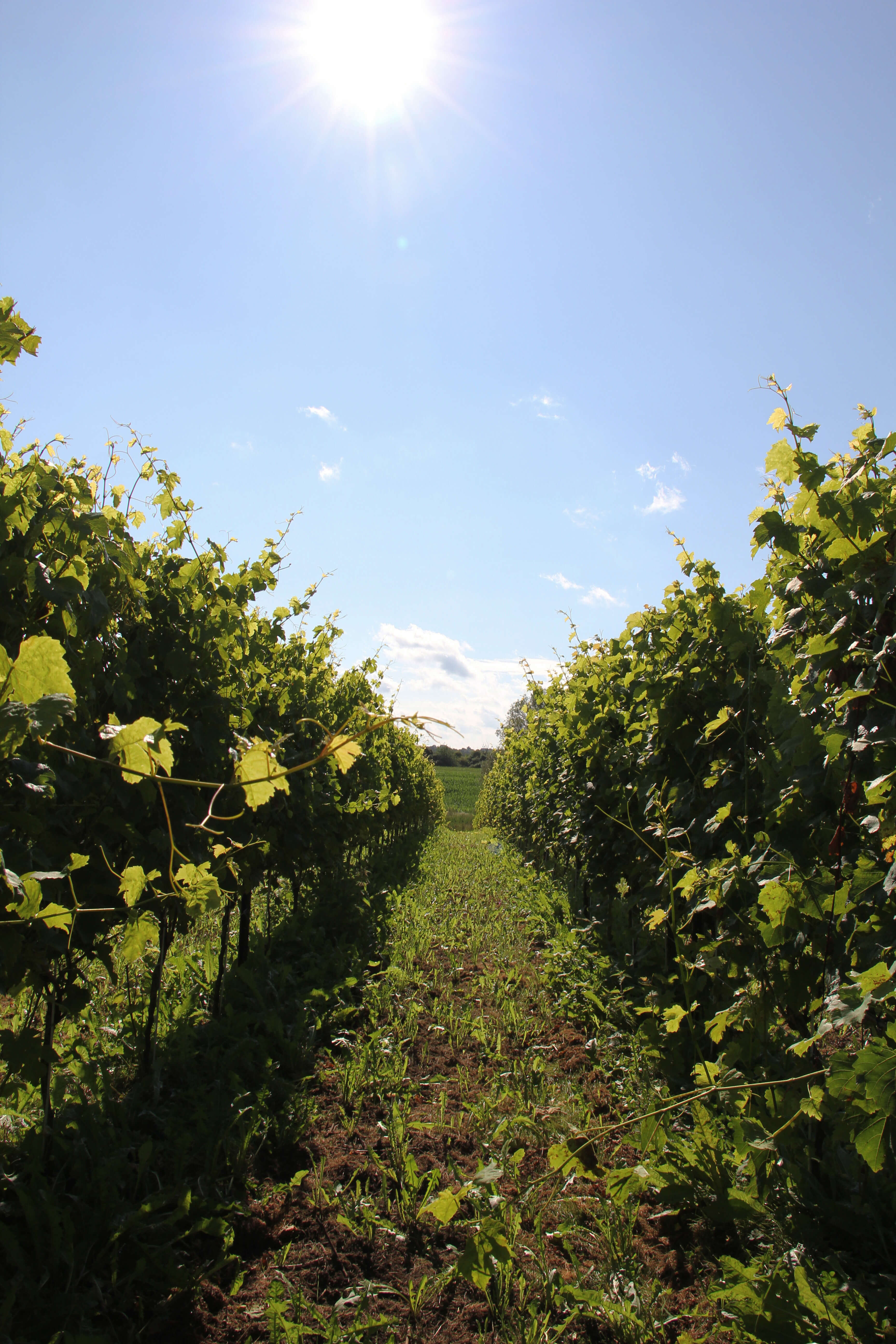 Wineyard in Strande, Schleswig Holstein. Belongs to Gut Eckhof. Shows green wine plants on each side. Blue sky. Sun is shining.
