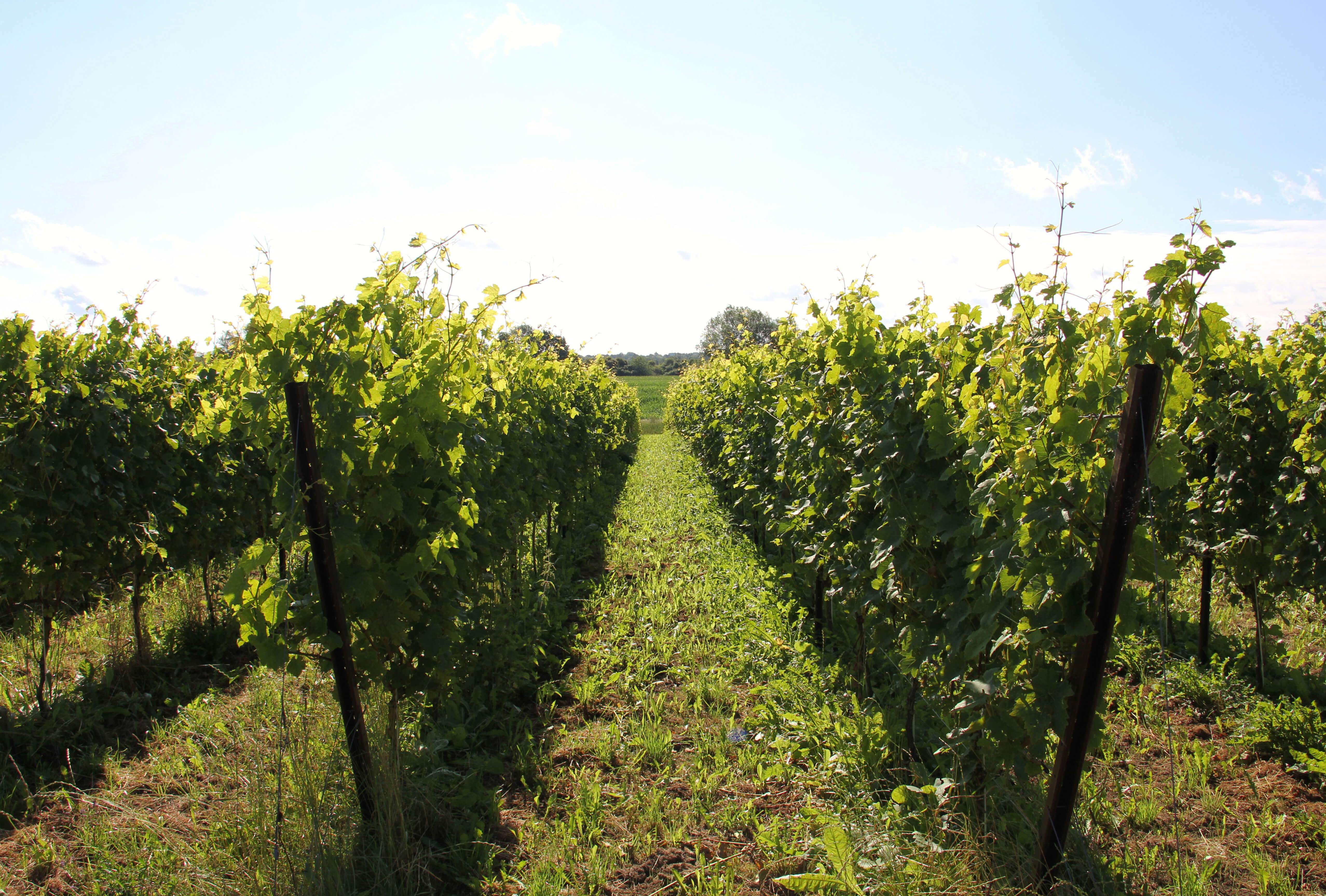 Ein Weinberg, bei Strande. Dieser gehört zu Gut Eckhof. Das Bild zeigt grüne Rebstöcke und einen Blauen Himmel.
