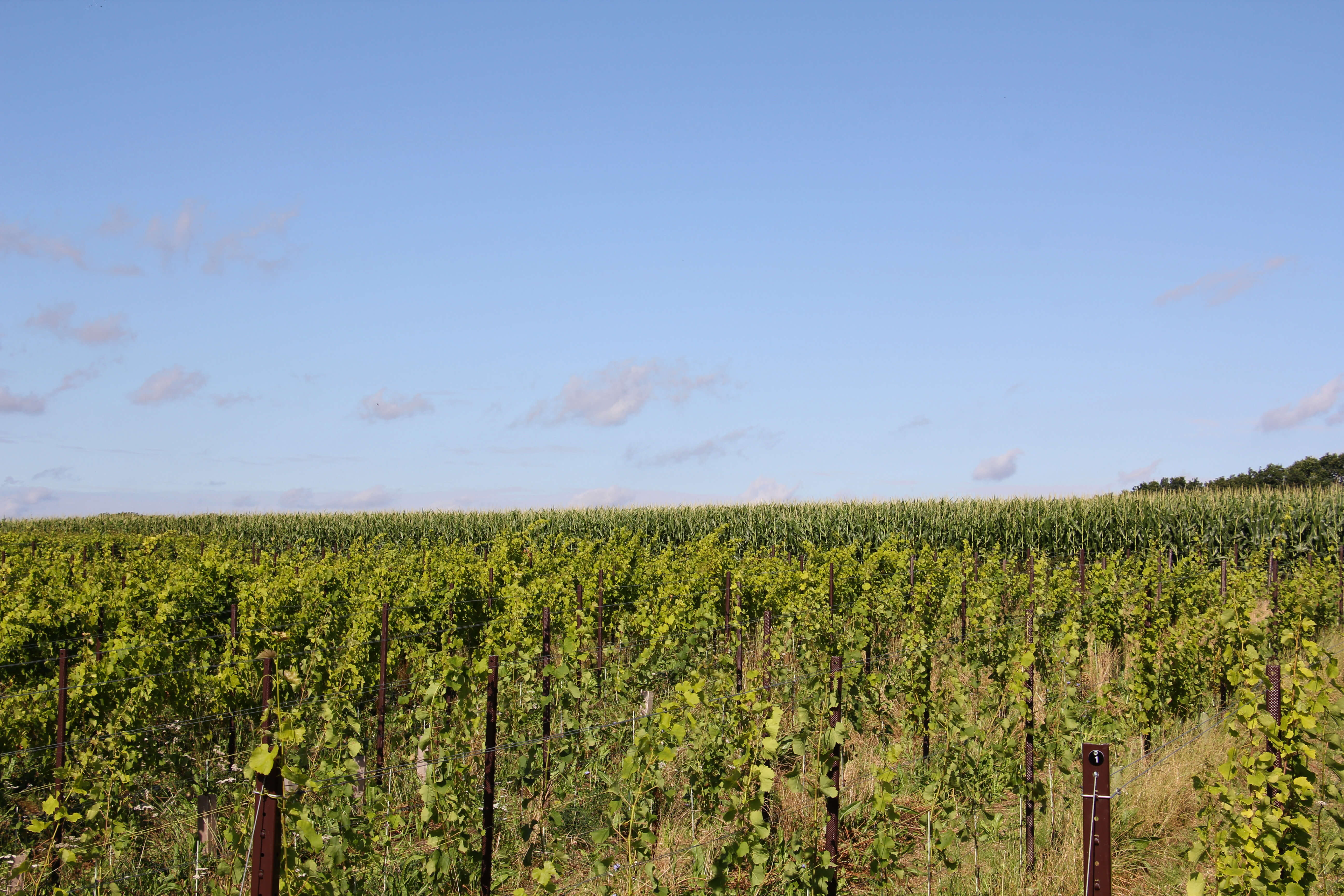 Zeigt das Bild eines Weinberges in Strande, bei Kiel. Es ist ein Hügel, mit grünen Rebstöcken. Darüber erstreckt sich blauer Himmel. 